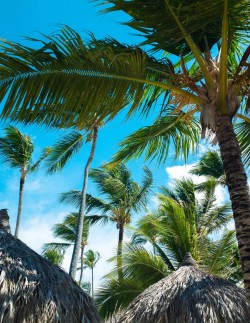The best hotels in Punta Cana 
